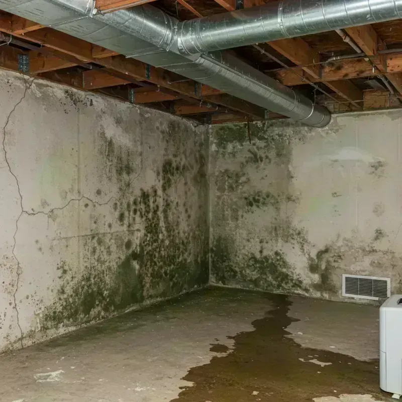 Professional Mold Removal in Griggsville, IL